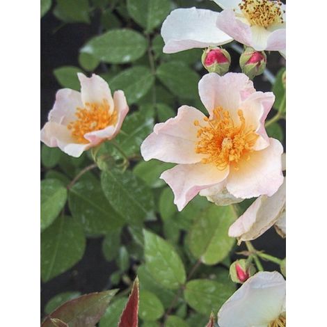 Rosier à fleurs groupées 'Kathleen' Pot de 4L/5L