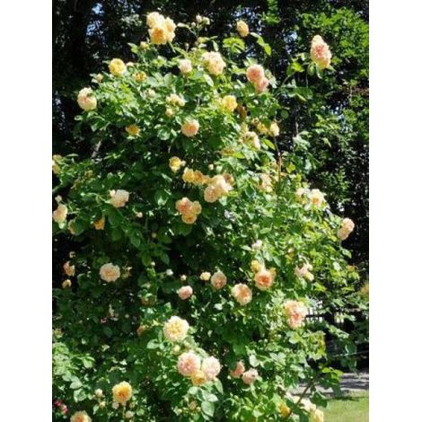 Rosier grimpant 'Alchymist' Pot de 4L/5L (1/3)