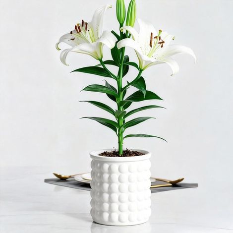 (blanc, 11,7 x 10,5 cm)Pot de fleurs hydroponique automatique avec coton absorbant double couche en plastique auto-arrosant (1/5)