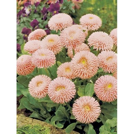 Paquerette 'Robella' Mini-motte Ø 1,5/2,5 cm, Plant vert de 3 à 5 cm de haut environ (par 5)