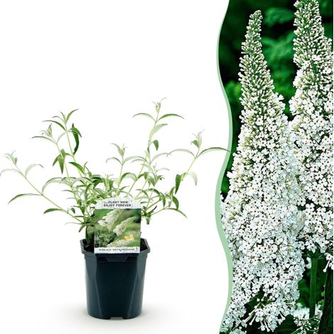 Buddleja davidii White Profusion Arbre à papillons Blanc Plante de Jardin Rustique Pot 17cm - PANGIVO (1/5)
