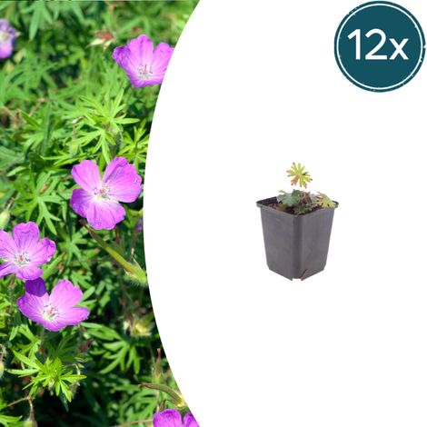Lot de 12 Géraniums Sanguins Vivaces Couvre-sol Fleurs Rose Vif Pot Ø9cm Hauteur 10-25cm - PANGIVO (1/5)