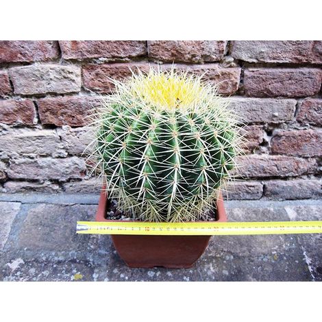 Echinocactus grusonii 25 cm, cactus, pianta grassa (1/5)