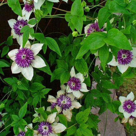 Clematite - Clematis florida Sieboldii 70cm (1/4)