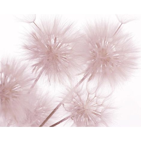 Photo murale fleur pissenlit rose sur fond blanc 360x254 cm, 4 lés (1/3)