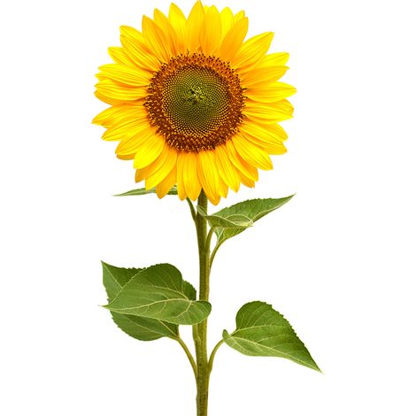 Semi di Girasole piante per orto e giardino coltivazione domestica e professionale