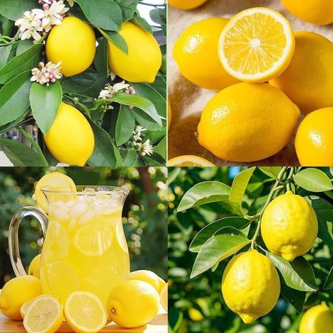 40 pièces Graines de Citron – Jardin Extérieur, Semences Fruits Agrumes, Facile à Cultiver et Haute Productivité (1/4)