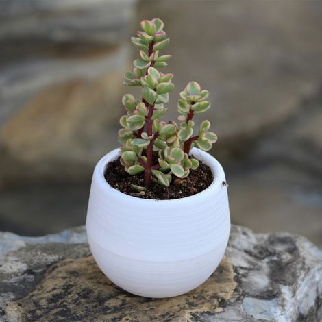 Mini maceta para suculentas y plántulas – Maceta de plástico blanco de 7 cm – Jardín, balcón, oficina [maceta para plántulas, maceta, contenedor de propagación, suculentas] (1/5)