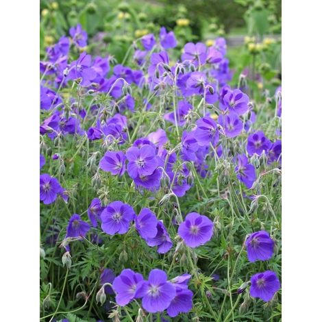 Géranium vivace 'Eureka Blue' Godet de 8/9 cm (1/2)