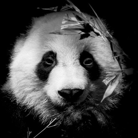Tableau sur verre portrait panda 30x30 cm - Impression sur Verre - Image HD  imprimée sur Verre - Tableau mural décoratif en verre - Finition Brillante - Fabriqué en France