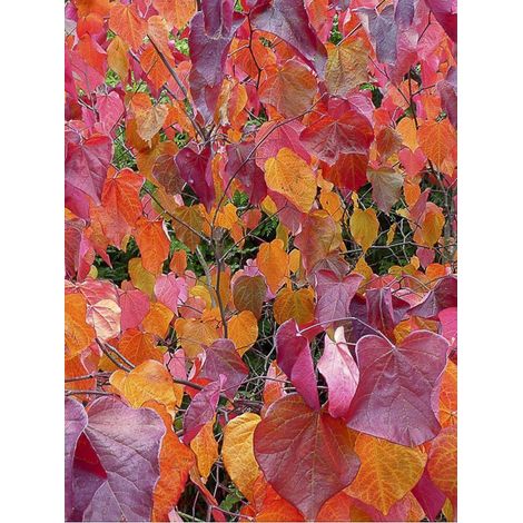 Gainier du Canada 'Merlot' Pot de 6L/7L
