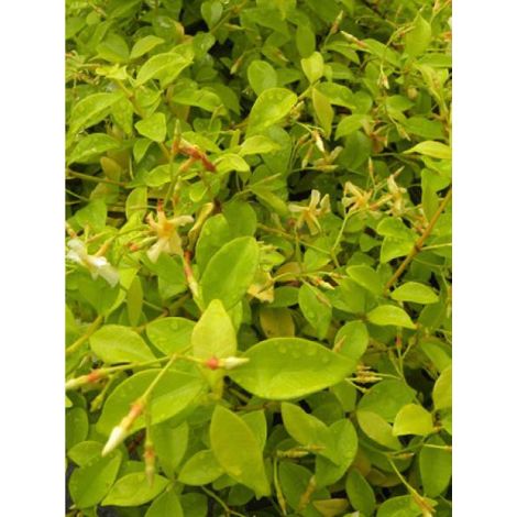 Trachelospermum asiaticum 'Golden Memories' Pot de 3L/4L (1/3)