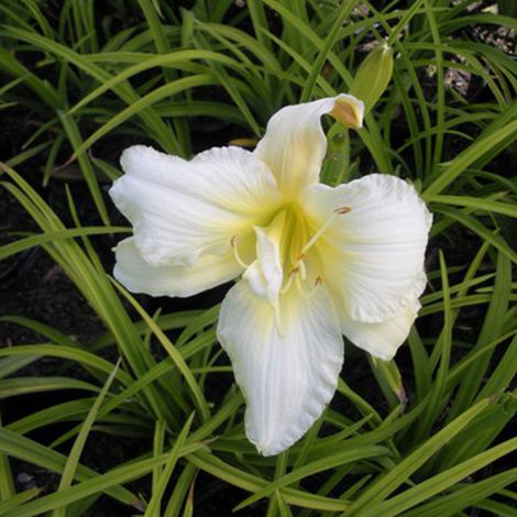 4 x Lis d'un jour - Hemerocallis 'Gentle Shepherd' - godet 9x9 (1/4)