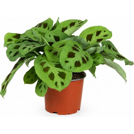 Gardenaria Maranta leuconeura 'Kerchoveana' - Pianta da interno ornamentale - Altezza: 30 cm (vaso 12) (1/3)