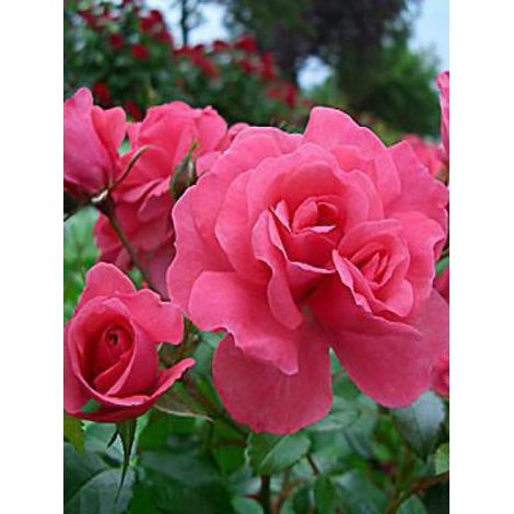 Rosier à fleurs groupées 'Bonapart' Pot de 2L/3L (1/2)