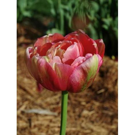 Tulipe double tardive 'Renown Unique' Bulbe calibre 12+ (par 6) (1/2)