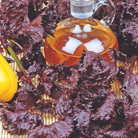 Shiso rouge le sachet de 350 graines environ (0,5g) (1/2)