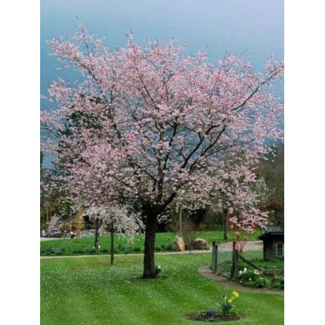 Cerisier du Japon 'Accolade' Pot de 7,5L/10L