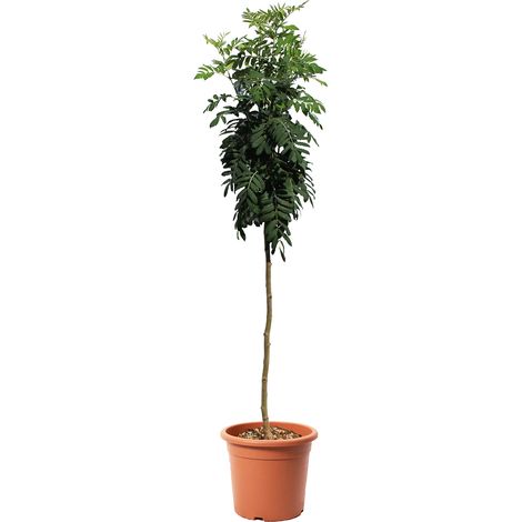 Pianta di Sorbo - Sorbus Domestica - Alberello da Frutto per Giardino - Vaso Ø 28 cm (1/3)