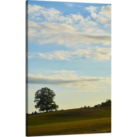 Lienzo impreso Naturaleza Árbol en un campo 50x80 cm Cielo Pradera Nubes