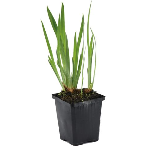 Bloomique - Iris Kaempferi - Iris du Japon - Violet - Plantes de bassin - Plantes aquatiques - Rustique - Hauteur 20-30 cm - Pot 9 cm