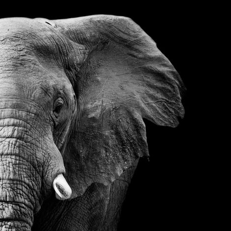 Tableau sur toile mi-éléphant 30x30 cm - Impression sur Toile Murale Décorative - Image imprimée en HD sur Toile - Toile sur Châssis en Bois FSC - Fabriqué en France (1/5)