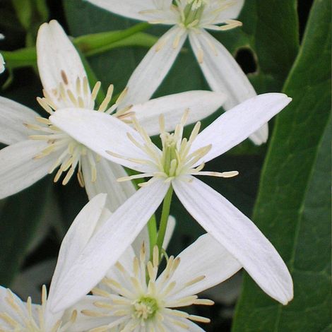 Clématite armandii Snowdrift/Pot de 6L - Echelle bambou 90/150 cm