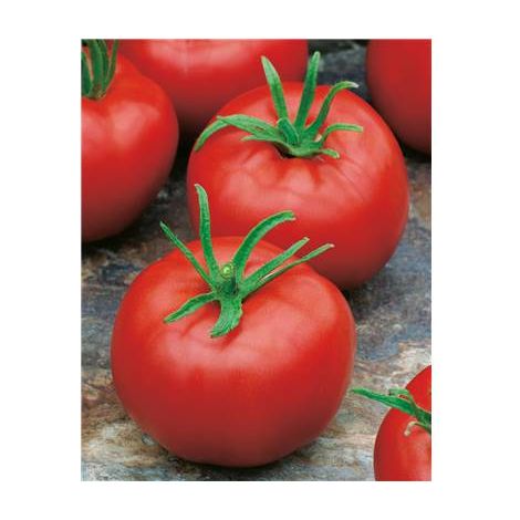 TOMATE MONTFAVET 63/5 HF1 - 1 G - graines