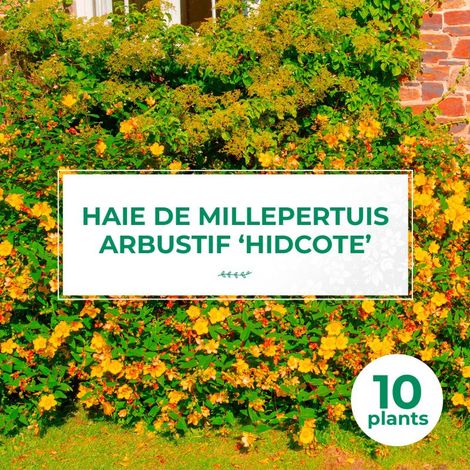 10 Millepertuis Arbustif 'Hidcote' (Hypericum 'Hidcote') - Haie Basse de Millepertuis Arbustif (1/2)