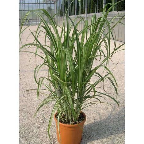 Gardenaria Miscanthus sinensis 'Cabaret' - Graminacea ornamentale da esterno - Altezza: 60 cm (vaso 17)
