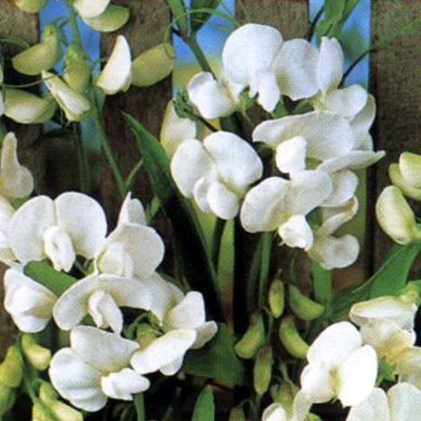 4 x Pois vivace  - Lathyrus latifolius 'White Pearl'  - godet (1/5)