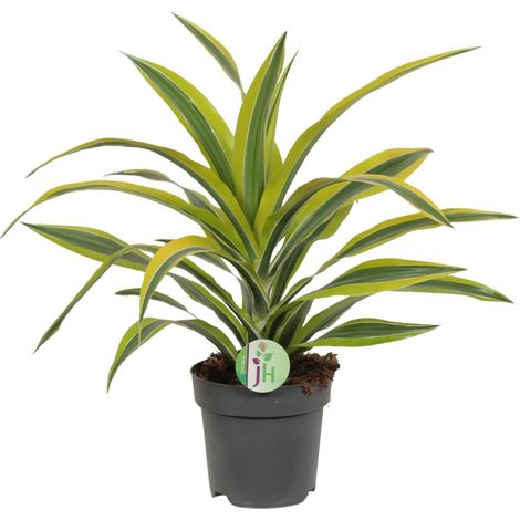 Dracaena Fragrans Lemon Lime - Plante d'Intérieur Dragonnier - Pot Ø17 cm - Hauteur 40 cm - PANGIVO (1/4)