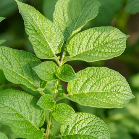 Plant Menthe poivre pot 1L (1/2)