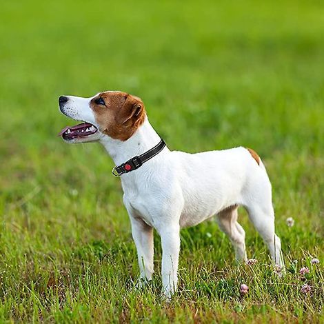 1 Stück Hundehalsband, klassisches, verstellbares, reflektierendes Nylonhalsband mit weicher, atmungsaktiver Netzpolsterung für kleine Hunde, (schwarz) (1/5)
