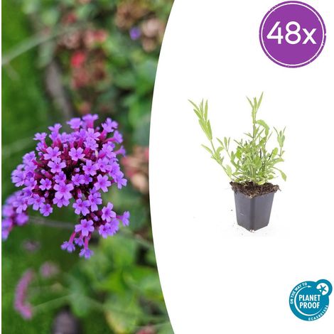Lot de 48 Verveine de Buenos Aires Verbena bonariensis Vivace Fleurs Violettes Pot Ø9cm 10-25cm - PANGIVO (1/5)