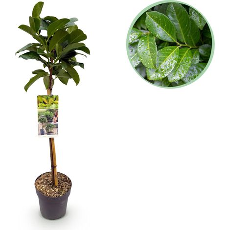Prunus laurocerasus Etna Laurier-cerise sur Tige Plante Persistante Terrasse et Balcon 90cm - PANGIVO (1/5)