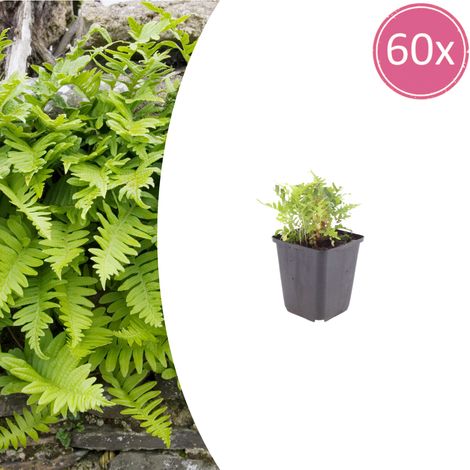 Lot de 60 Fougères Polypodium vulgare - Plantes de Jardin Persistantes - 10-25 cm - Pot Ø 9 cm - PANGIVO (1/5)