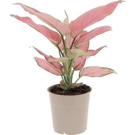 Aglaonema Pink Star - Pianta Vera Purifica Aria - H 30-35 cm Vaso Ø 12 cm (1/4)