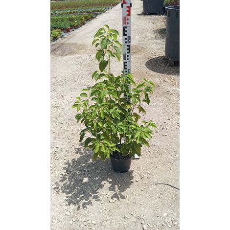 Camphrier Cinnamomum Camphora Pot 18 cm Persistant d'Extérieur (1/5)