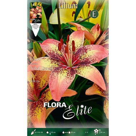 LILIUM ASIATICI TRIBAL DANCE (CONFEZIONE DA 2 BULBI)