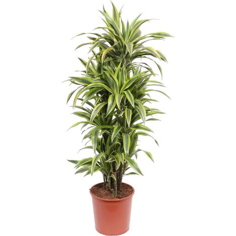 Dragonnier Dracaena Lemon Lime Plante d'Intérieur Décorative Vert et Jaune 150 cm ø30 cm - PANGIVO