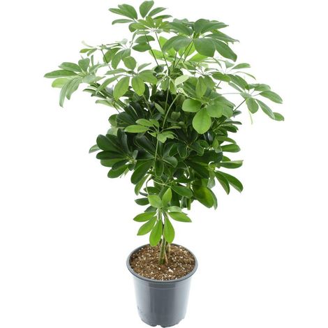 Schefflera Compacta Nora - Plante Verte d'Intérieur Décorative - Hauteur 75 cm - Pot Ø 21 cm - PANGIVO
