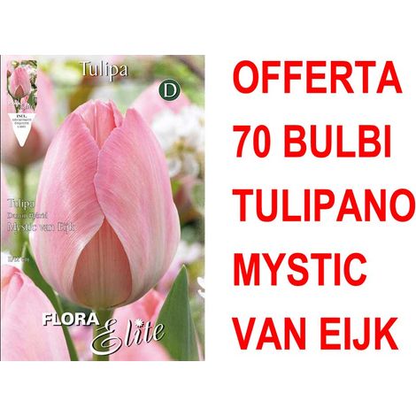 OFFERTA 70 BULBI TULIPANO DARWIN HYBRID MYSTIC VAN EIJK
