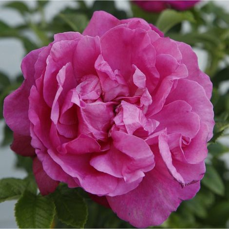 2 x Rosa - Kordes-Rugosa - Rosa 'Purple Roadrunner'®