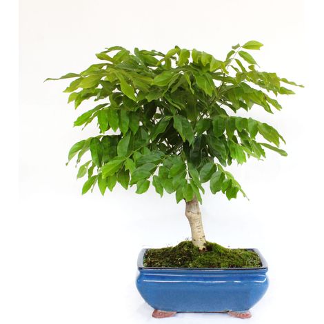Bonsai Wisteria Floribunda Alba - Bonsai Wisteria Fiore Lilla - H 45-50 cm Vaso Ø 25 cm (1/3)