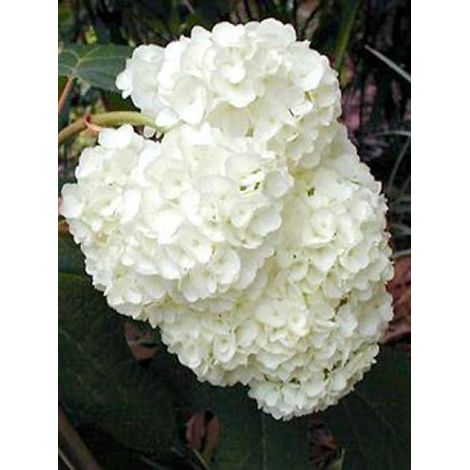 Hortensia à feuilles de chêne 'Harmony' Pot de 2L/3L (1/4)