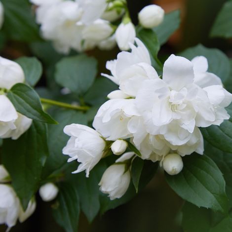 Seringat - Philadelphus Virginal 3L (1/4)