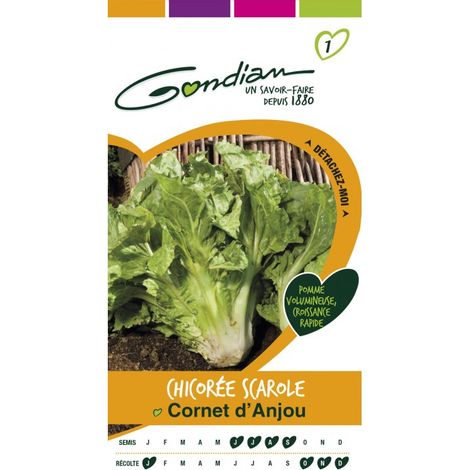 Gondian - Chicorée Scaarole Cornet D'anjou