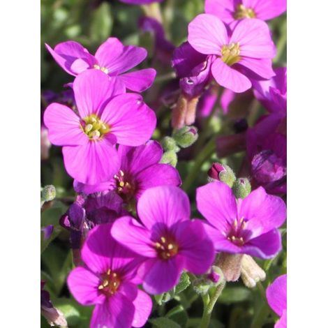 Aubriète 'Red Carpet' Godet de 8/9 cm