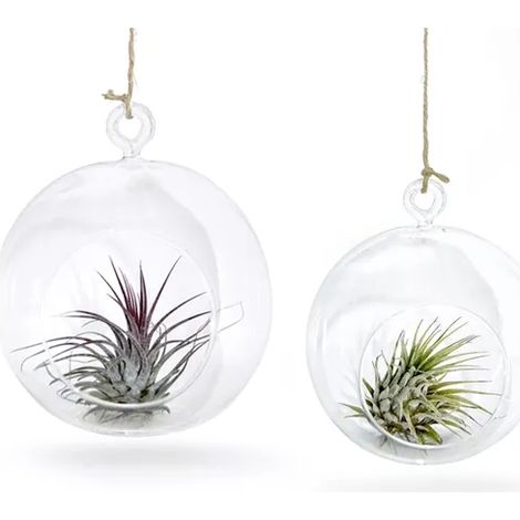 Boule de verre avec plante aérienne, lot de 2 (1/2)